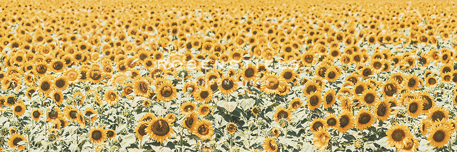 Floral Sunshine - Florian Schleinig