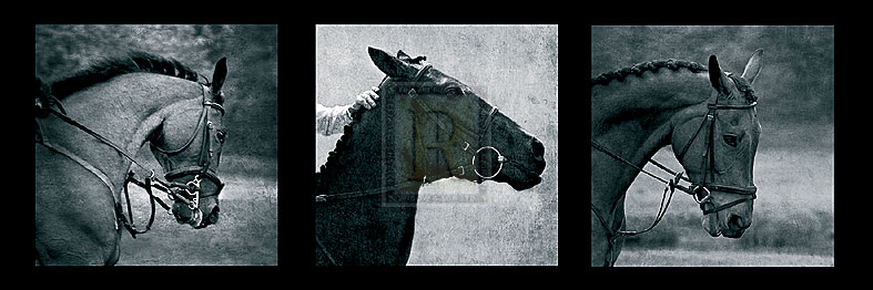 Horse Triptych - Pete Kelly