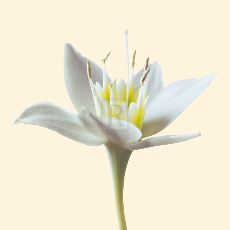 Bloom II - Max Carter