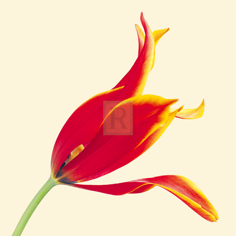 Bloom VI - Max Carter