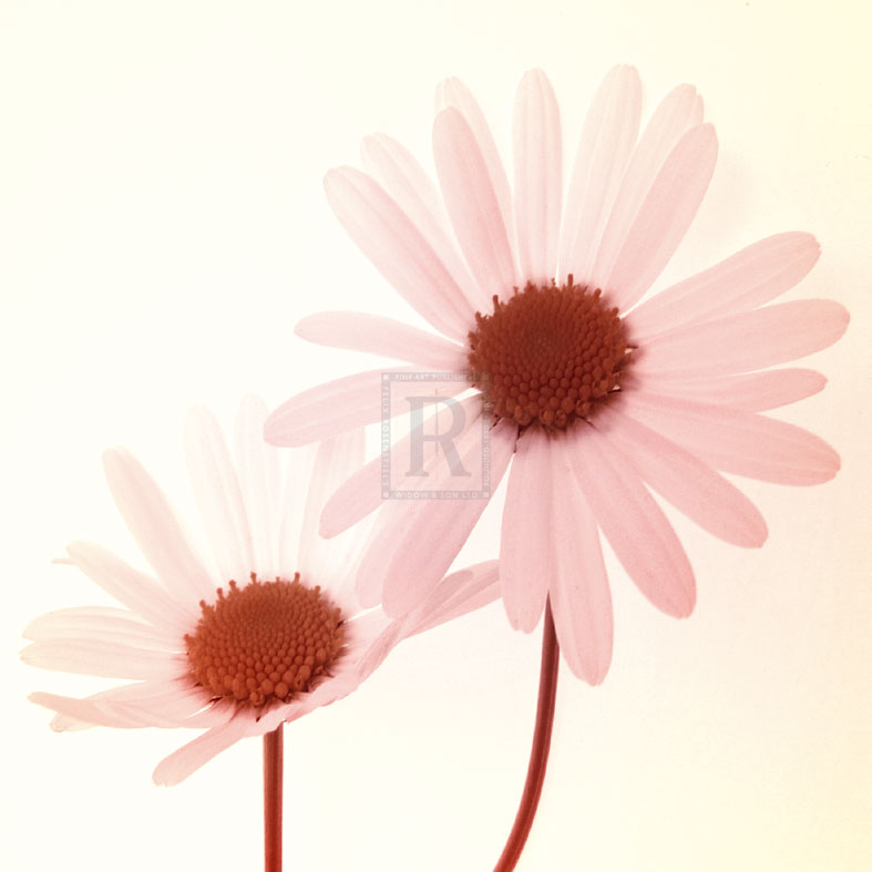 Daisy II - Katja Marzahn