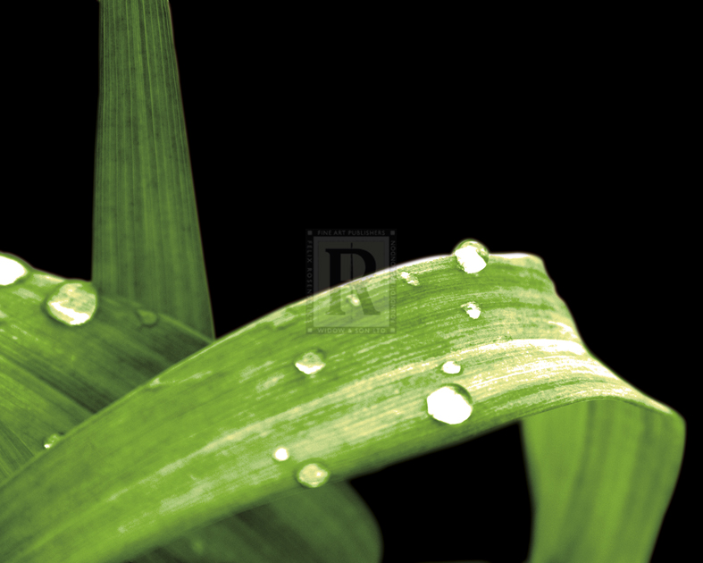 Grassy Dew - Douglas Yan