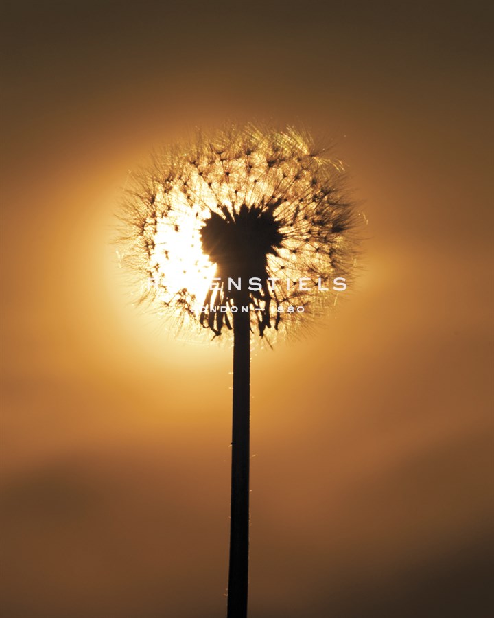Dandelion Glow - Andreas Stridsberg