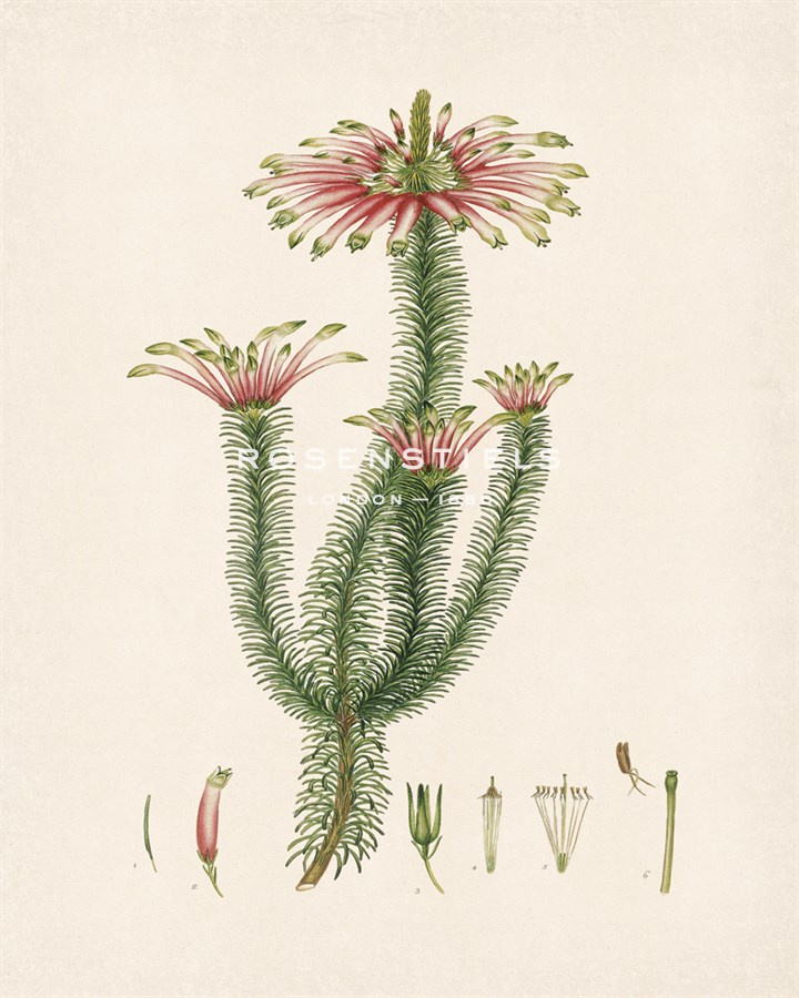 Erica Coronata - The Vintage Collection