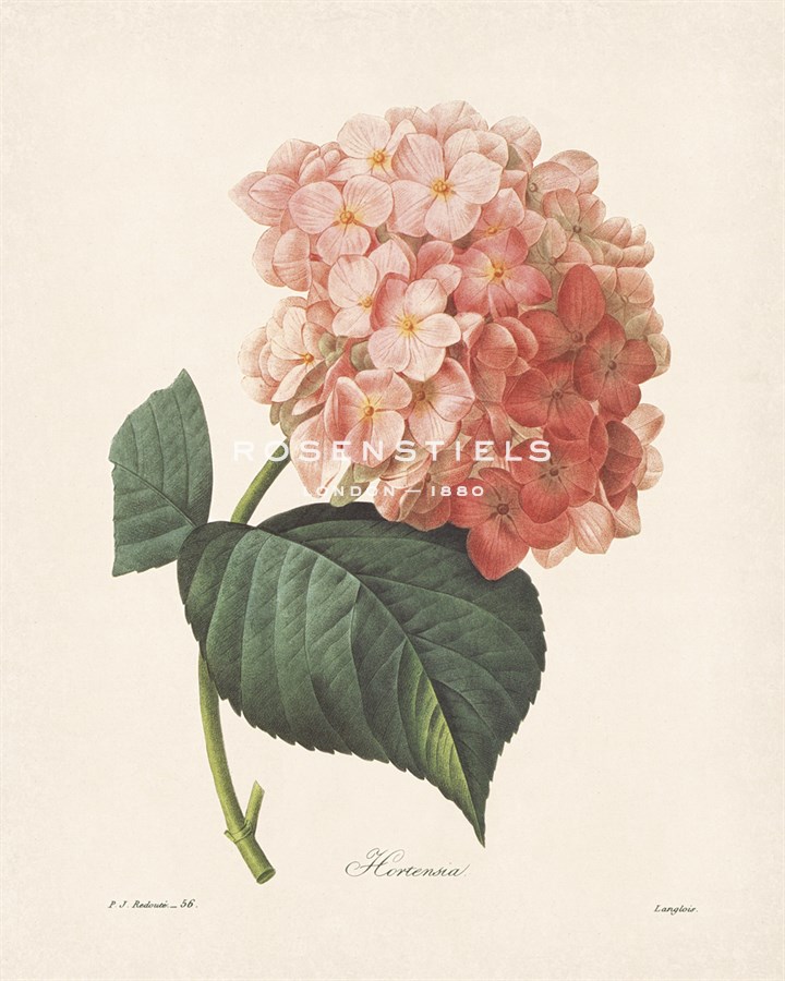 Hortensia - Pierre Joseph Redoute