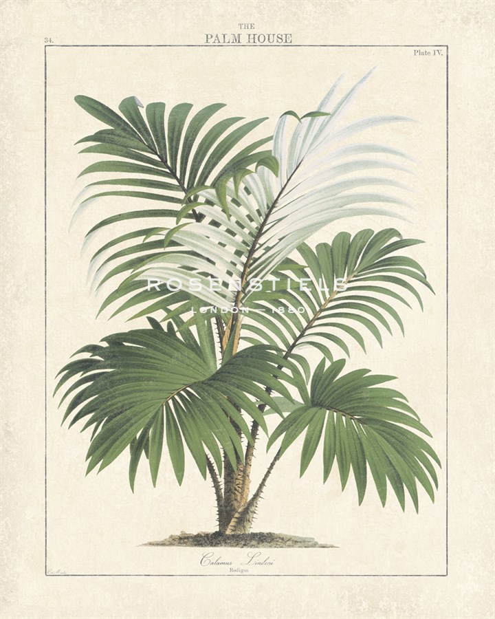 The Palm House I - The Vintage Collection