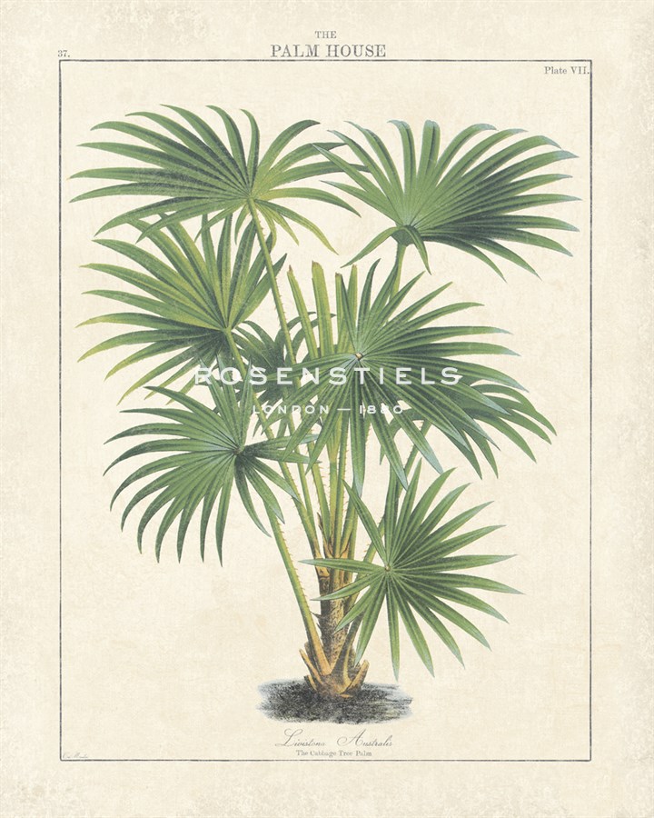 The Palm House II - The Vintage Collection