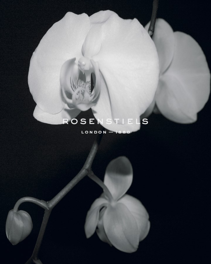 Night Orchid III - Tony Koukos