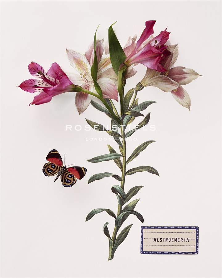 Floral Decoupage III - Camille Soulayrol
