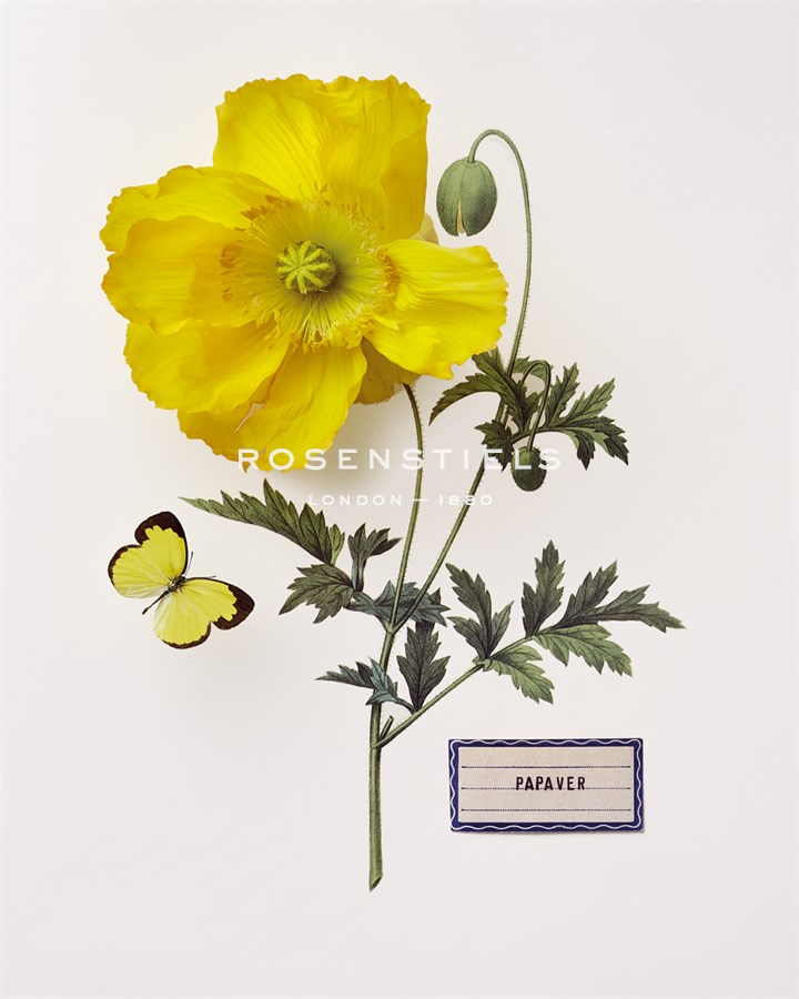 Floral Decoupage IV - Camille Soulayrol