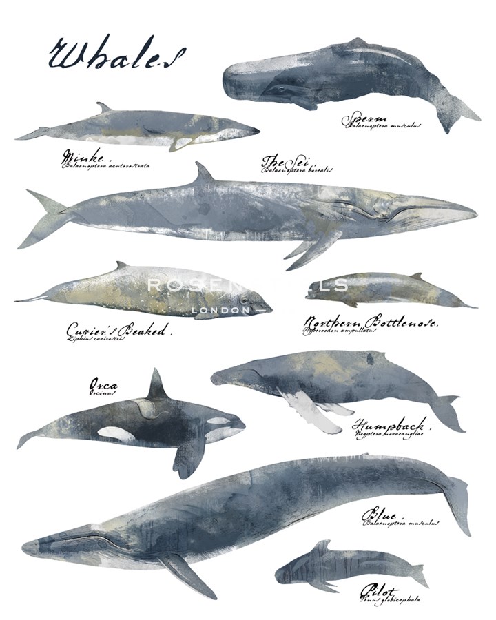 A Collection of Whales - Ken Hurd