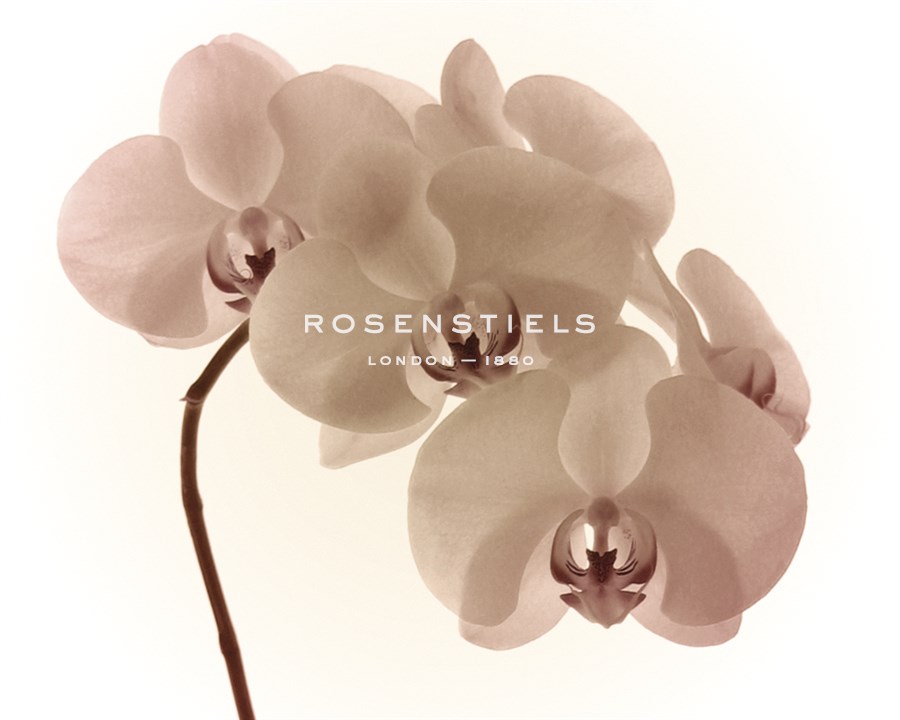 Orchid Dawn II - Katja Marzahn