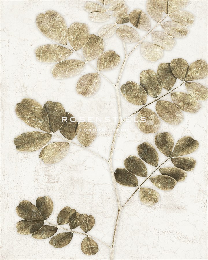 Leaf Study I - Belle Poesia