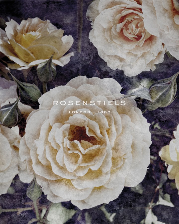 Rose Dream II - Collezione Botanica