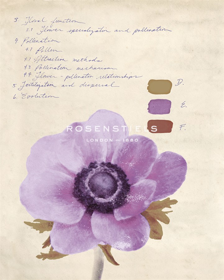 Botanical Wash II - Belle Poesia