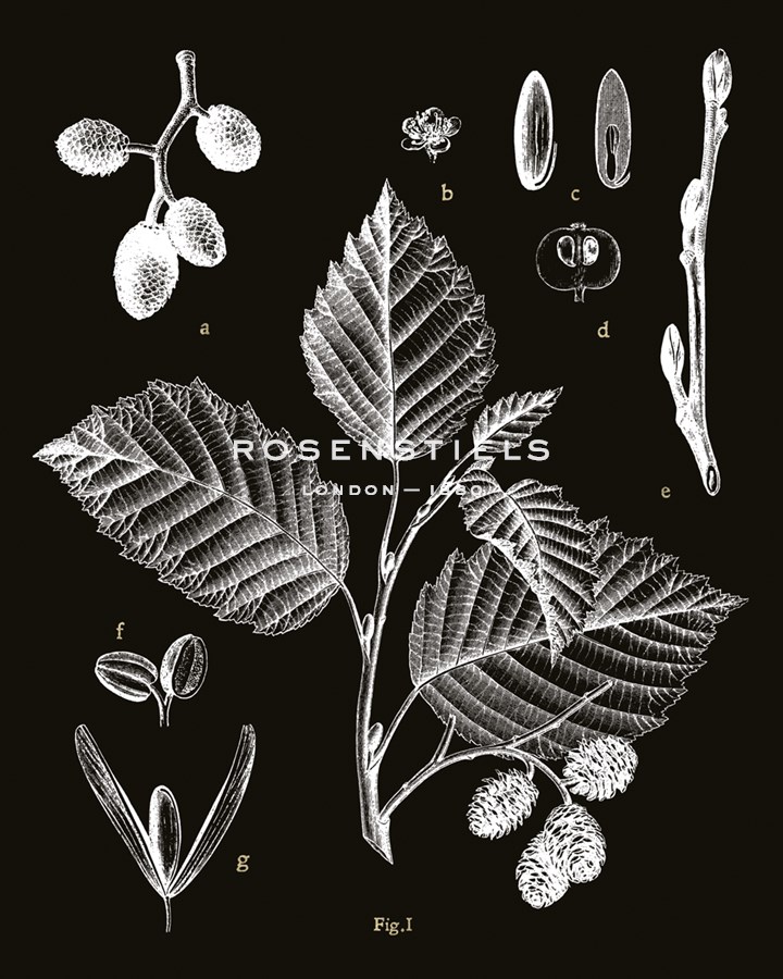Botanicus Foli - Maria Mendez