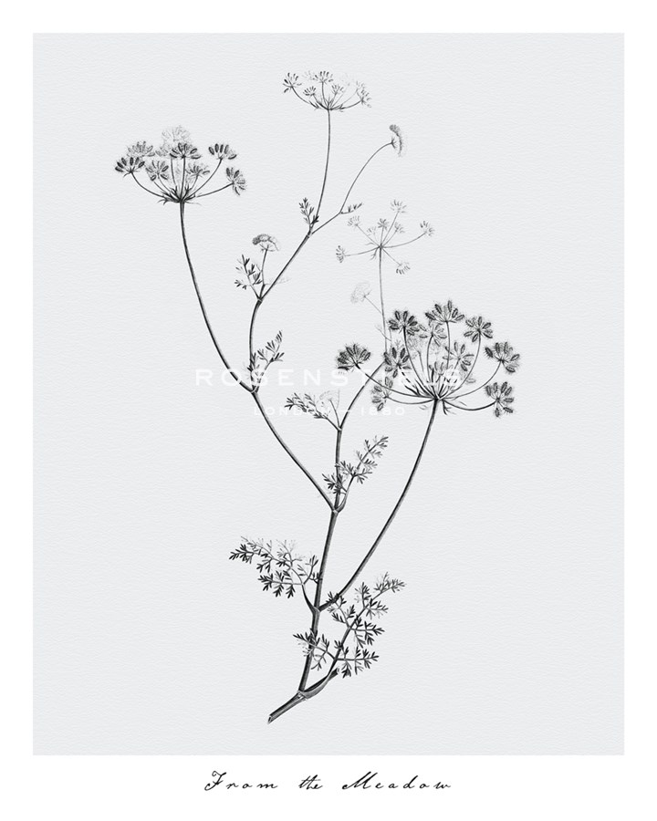 From the Meadow - Maria Mendez