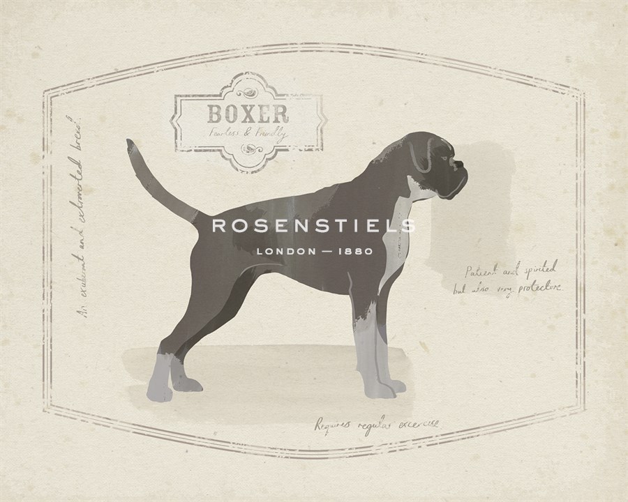 Dog Club - Boxer - Clara Wells