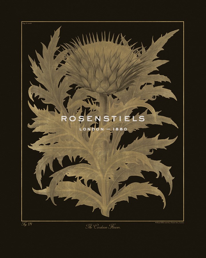 Botanicus - Cardoon - Maria Mendez