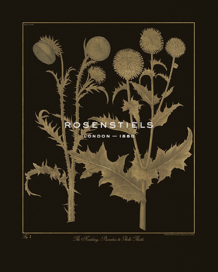 Botanicus - Nodding Thistle - Maria Mendez