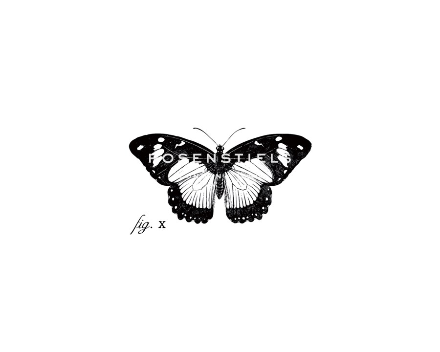 Butterfly Sketch - The Chelsea Collection