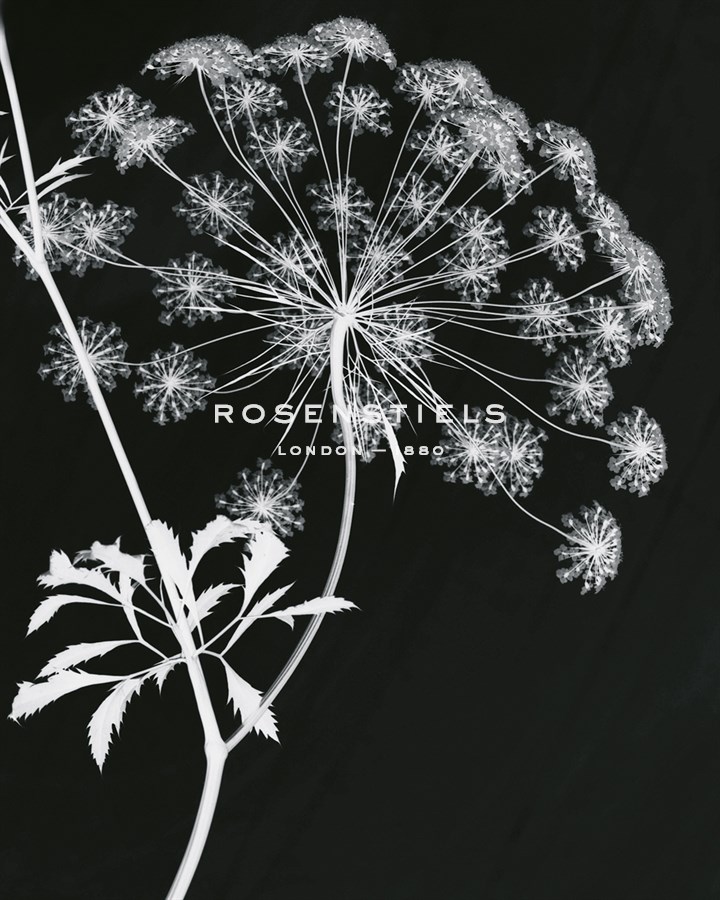 Allium Silhouette I - Ella Lancaster