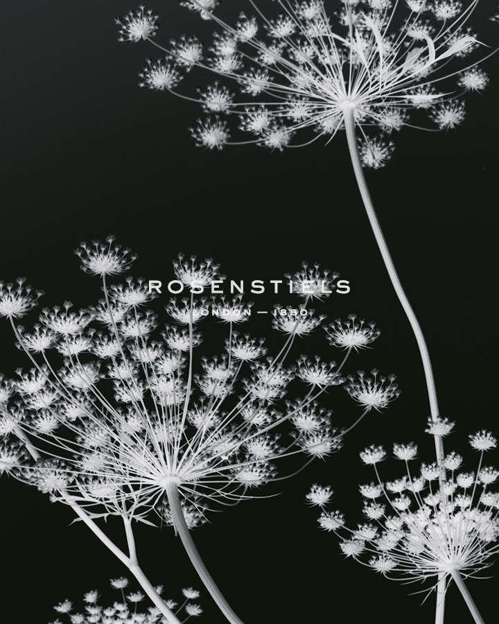 Allium Silhouette II - Ella Lancaster