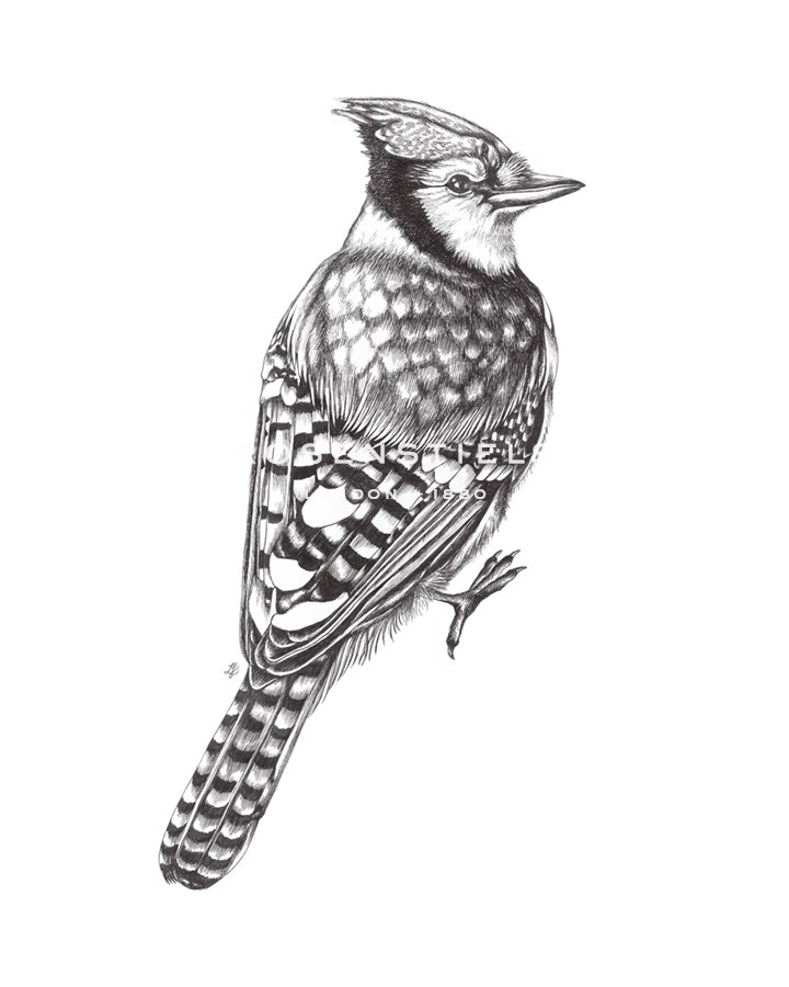 Linear - Blue Jay - Lucy Francis