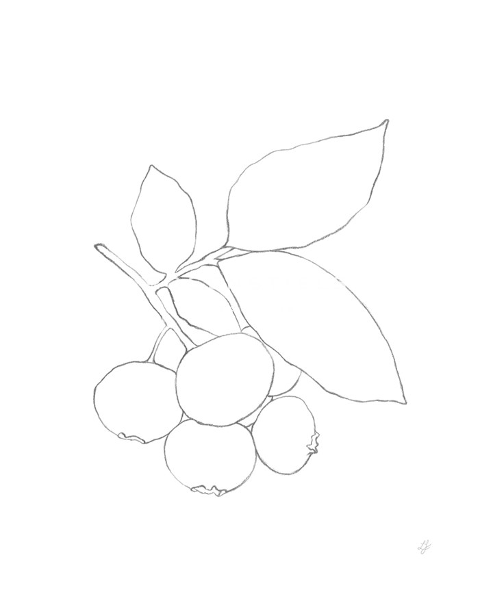 Garden Medley - Blueberry - Lucy Francis