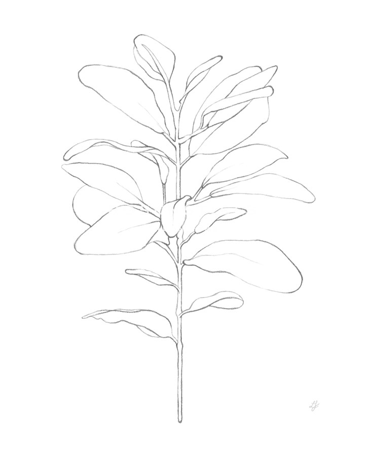 Garden Medley - Lamb's Ear - Lucy Francis