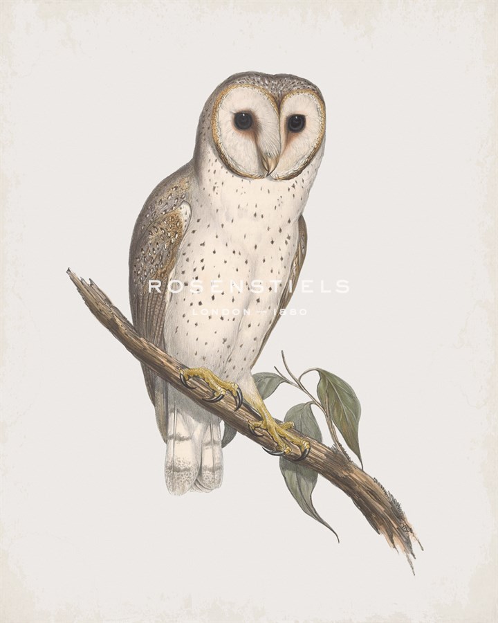 Strix Delicatulis - John Gould