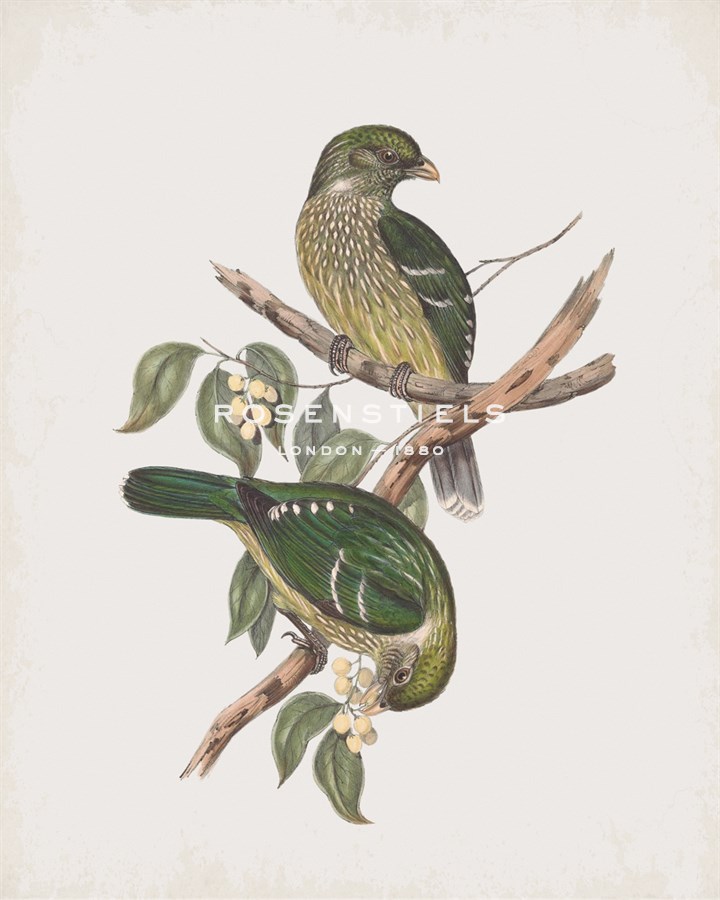 Ptilonorhynchus Smithii - John Gould