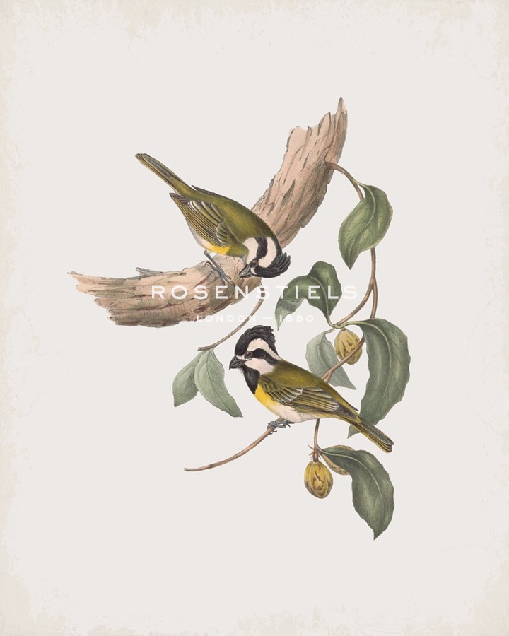 Falcunculus Leucogaster - John Gould