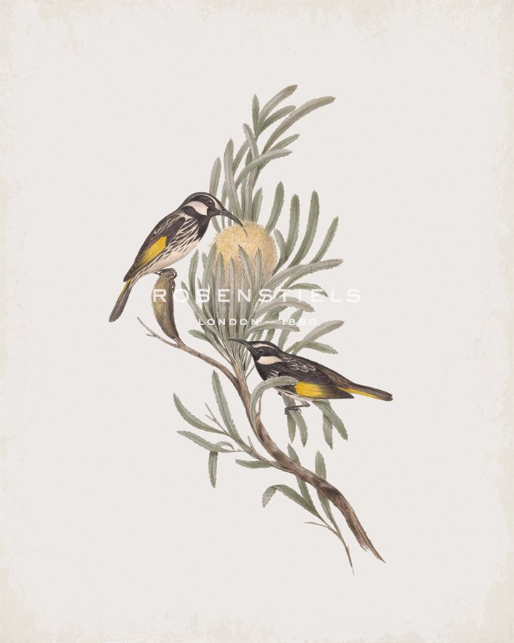 Meliphaga Mystacalis - John Gould