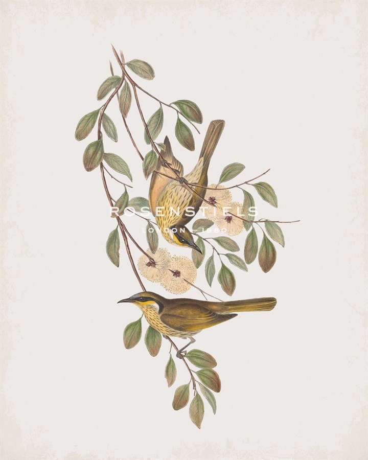 Ptilotis Versicolor - John Gould