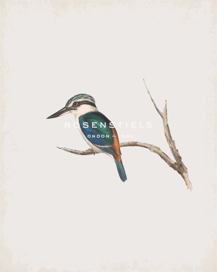 Halcyon Pyrrhopygia - John Gould