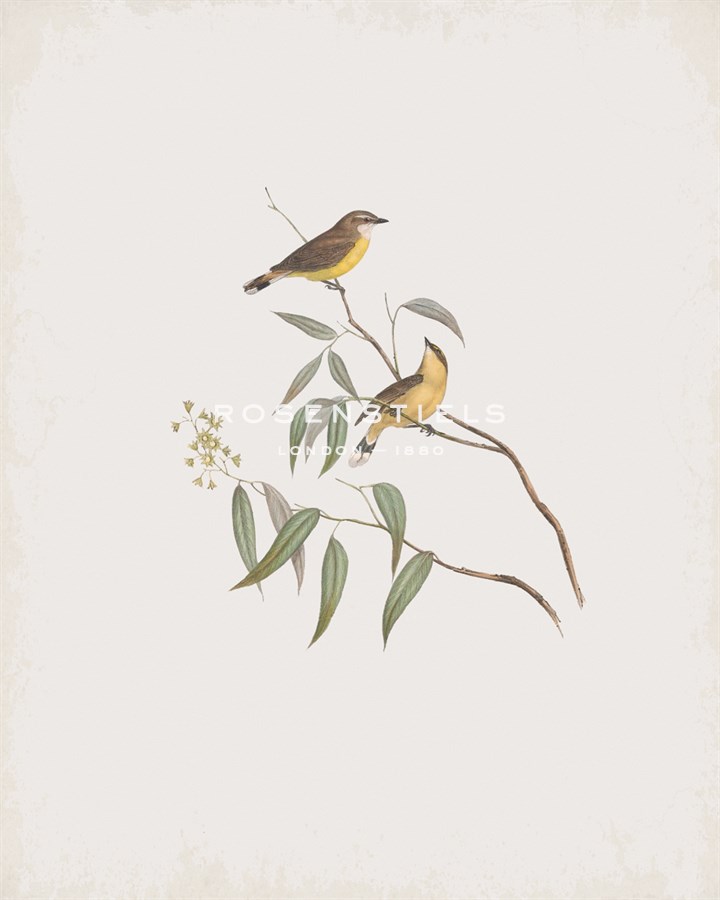 Gerygone Albogularis - John Gould