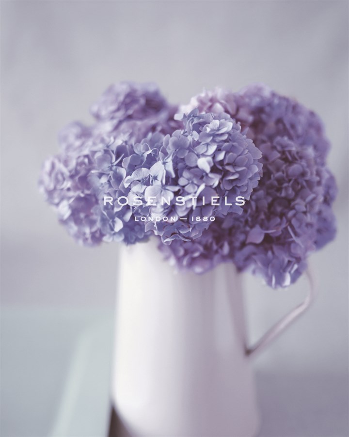 Hydrangea Dream - Bill Philip