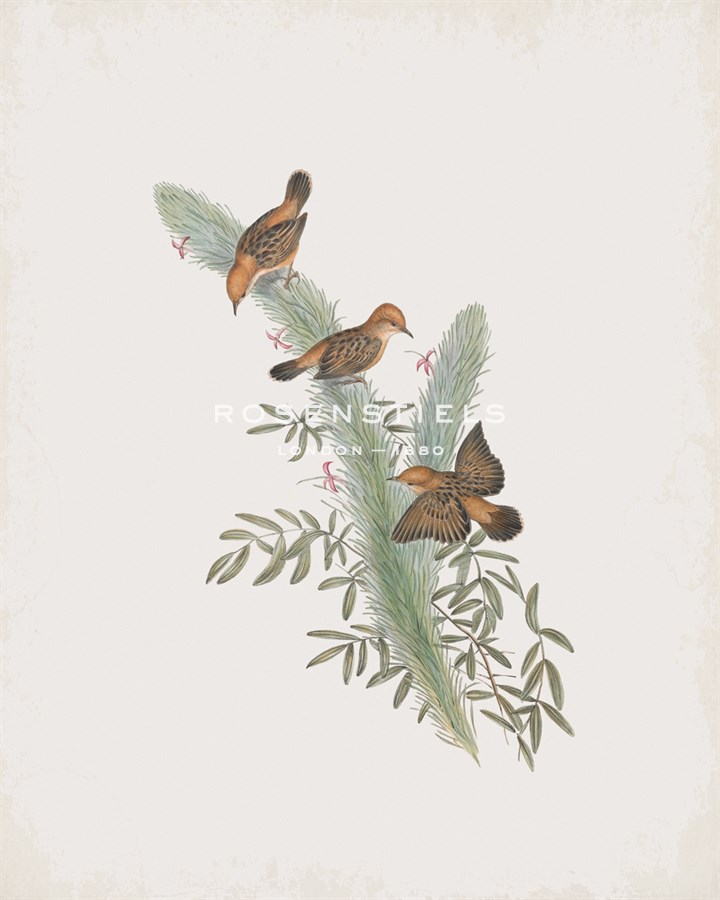 Cisticola Ruficeps - John Gould