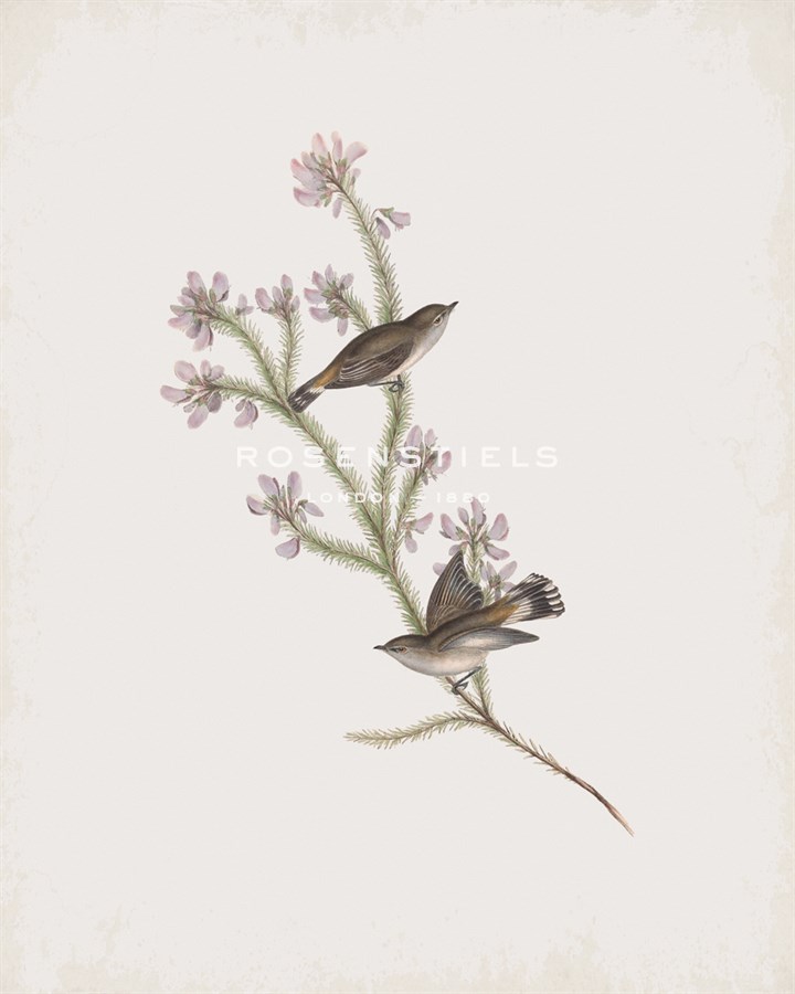 Gerygone Culicivorus - John Gould