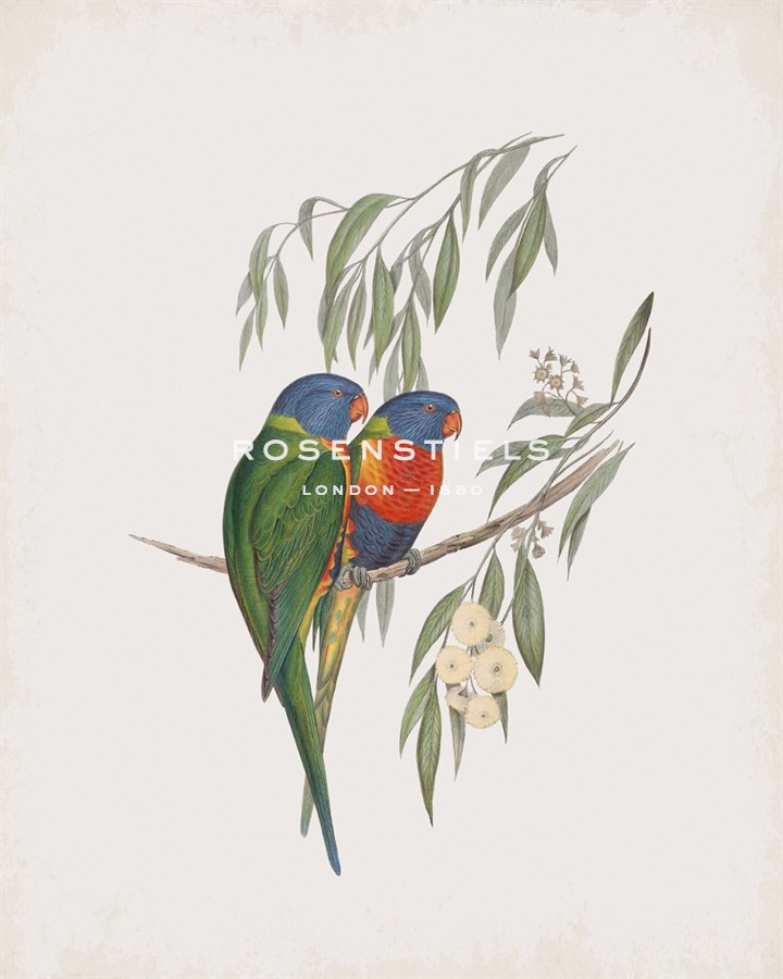 Trichoglossus Swainsonii - John Gould