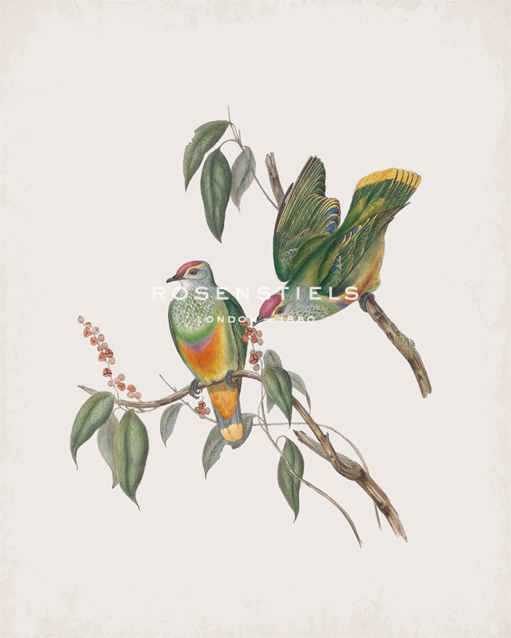 Ptilinopus Swainsonii - John Gould