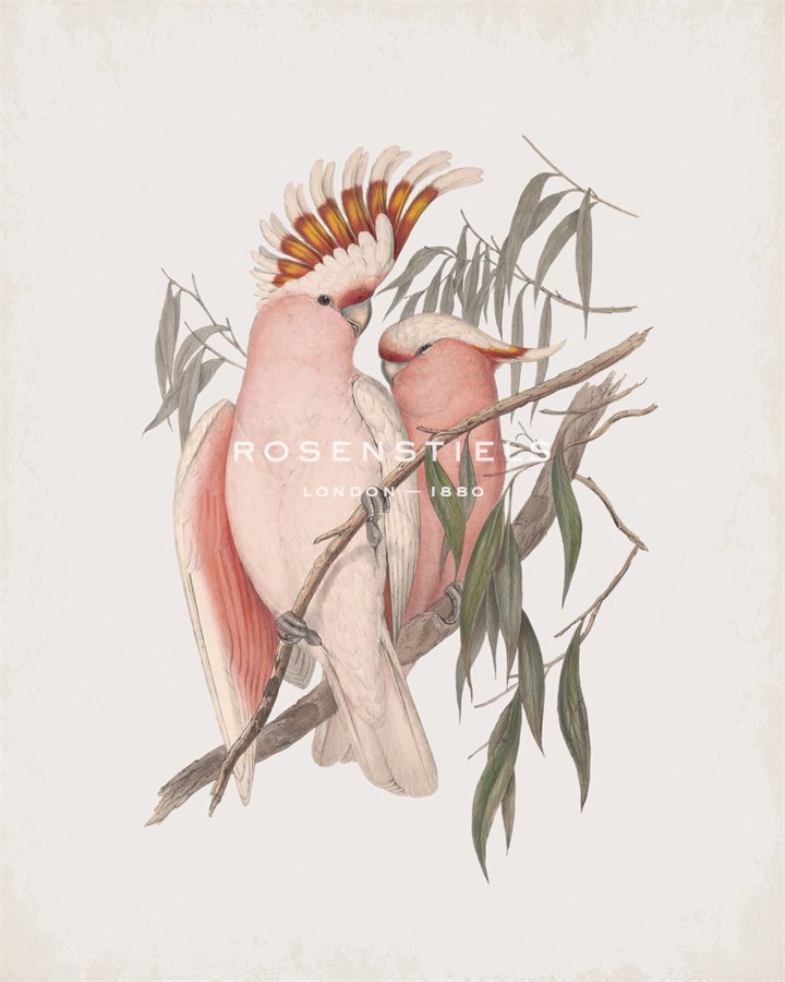 Cacatua Leadbeateri - John Gould