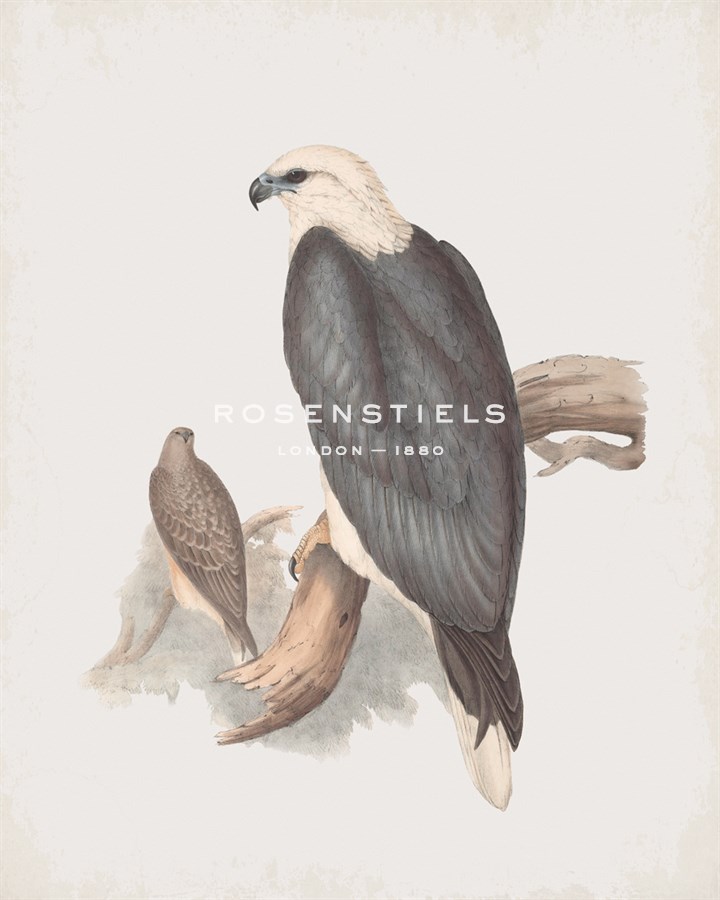 Ichthylaetus Leucogaster - John Gould