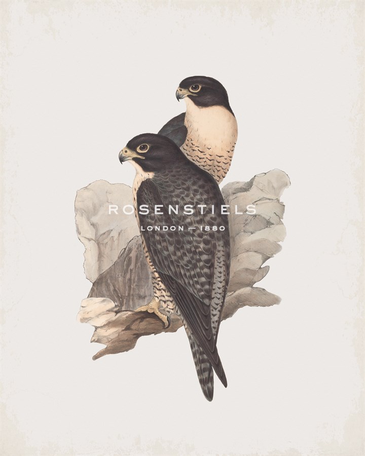 Palco Melanogenys - John Gould