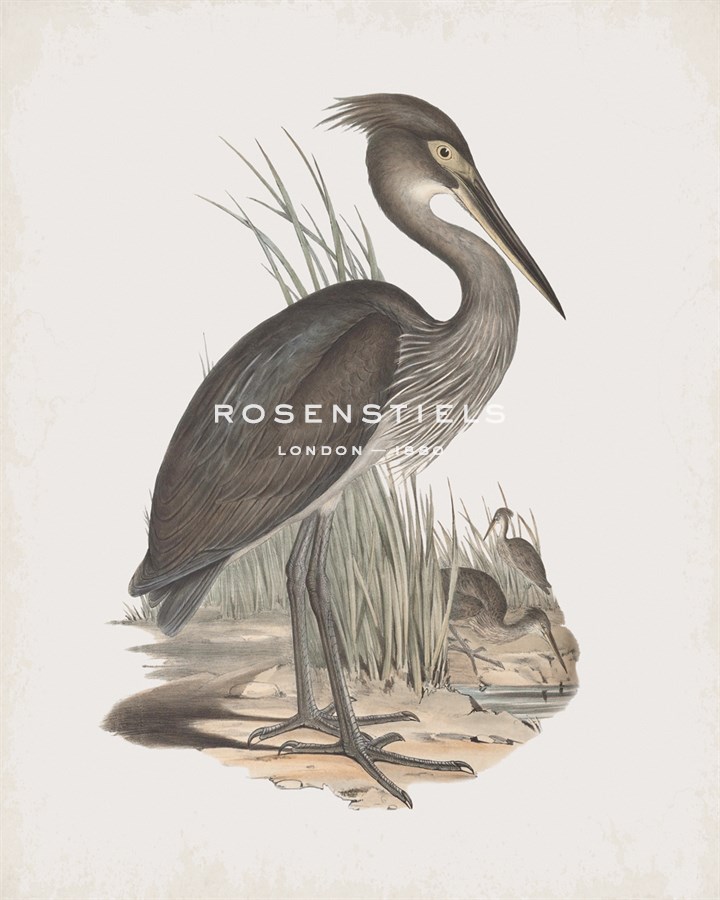 Ardea Rectirostris - John Gould