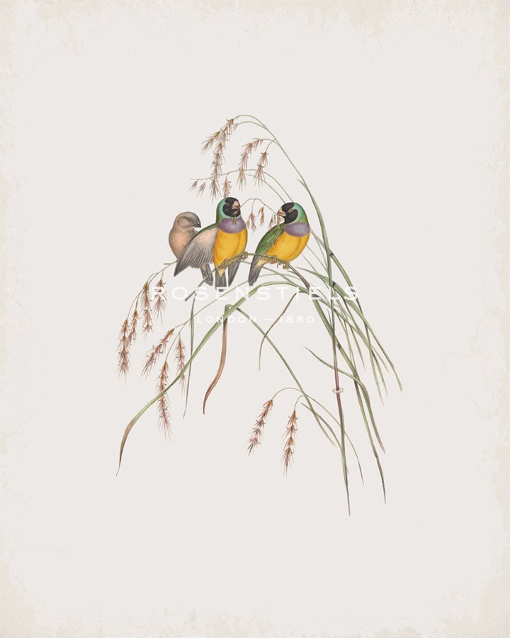 Amadina Gouldiae - John Gould