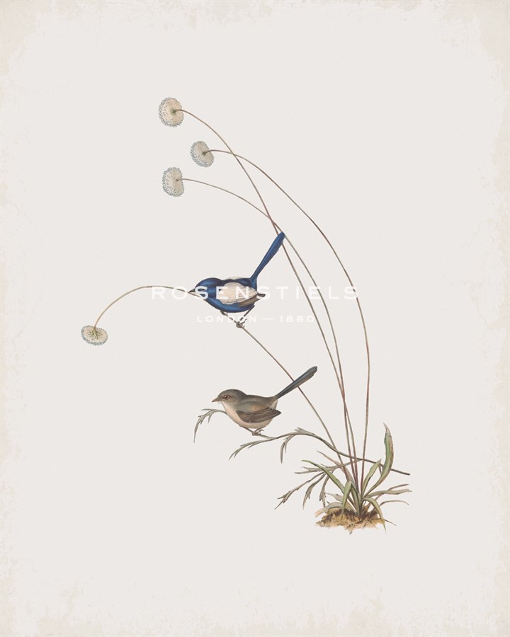 Malurus Leucopterus - John Gould