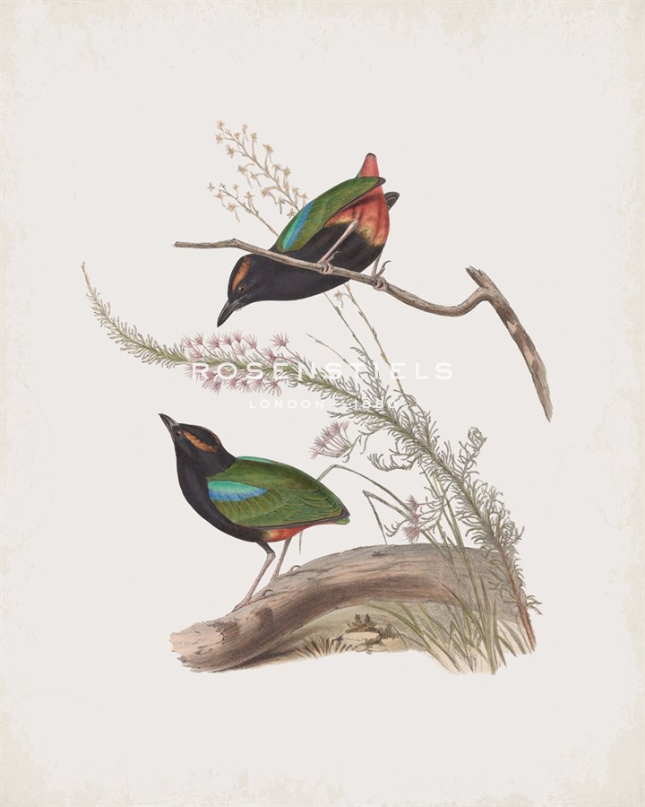Pitta Iris - John Gould