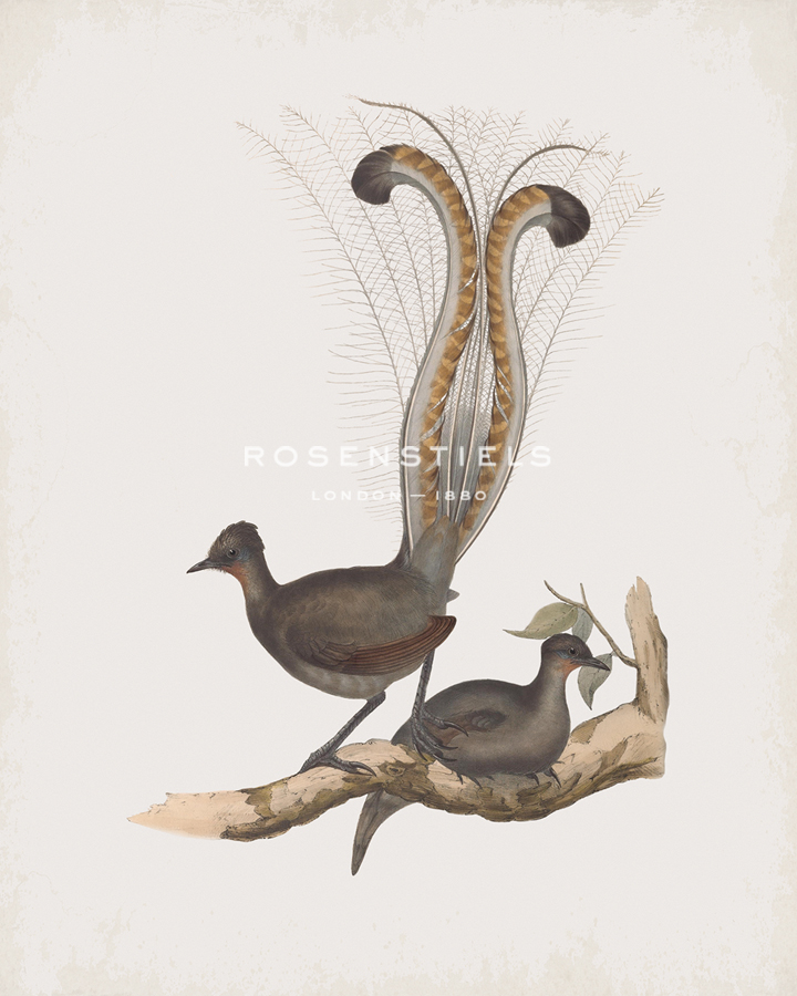 Menura Superba - John Gould